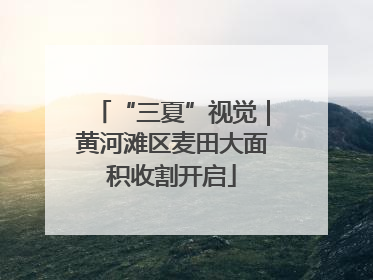 “三夏”视觉｜黄河滩区麦田大面积收割开启