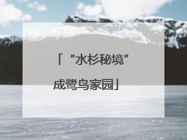 “水杉秘境”成鹭鸟家园