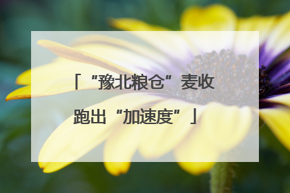 “豫北粮仓”麦收跑出“加速度”