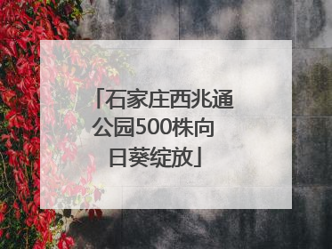 石家庄西兆通公园500株向日葵绽放