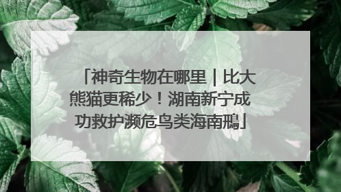 神奇生物在哪里｜比大熊猫更稀少！湖南新宁成功救护濒危鸟类海南鳽