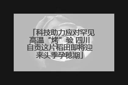 科技助力应对罕见高温“烤”验 四川自贡这片稻田即将迎来头季孕穗期