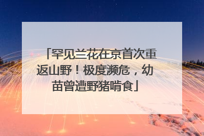 罕见兰花在京首次重返山野！极度濒危，幼苗曾遭野猪啃食