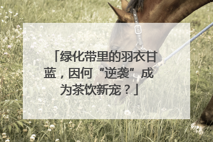 绿化带里的羽衣甘蓝，因何“逆袭”成为茶饮新宠？