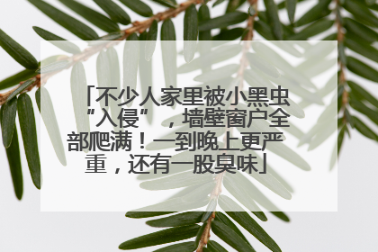 不少人家里被小黑虫“入侵”，墙壁窗户全部爬满！一到晚上更严重，还有一股臭味