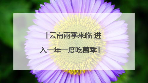 云南雨季来临 进入一年一度吃菌季