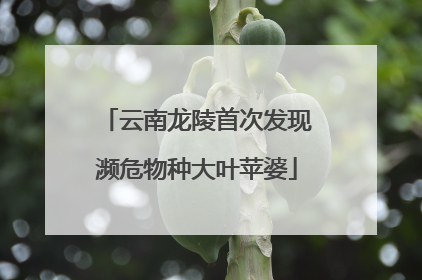 云南龙陵首次发现濒危物种大叶苹婆