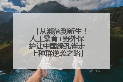 从濒危到新生！人工繁育+野外保护让中国绿孔雀走上种群逆袭之路