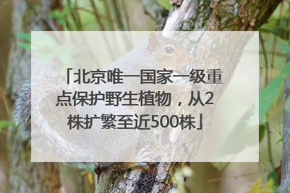 北京唯一国家一级重点保护野生植物，从2株扩繁至近500株