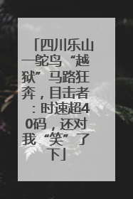 四川乐山一鸵鸟“越狱”马路狂奔，目击者：时速超40码，还对我“笑”了下