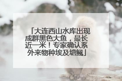 大连西山水库出现成群黑色大鱼，最长近一米！专家确认系外来物种埃及塘鲺