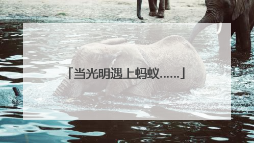 当光明遇上蚂蚁……