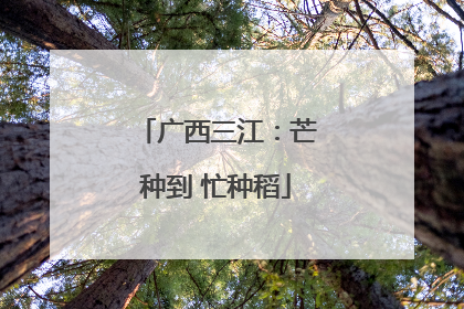广西三江：芒种到 忙种稻