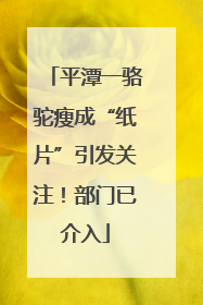 平潭一骆驼瘦成“纸片”引发关注！部门已介入