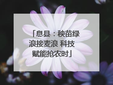 息县：秧苗绿浪接麦浪 科技赋能抢农时