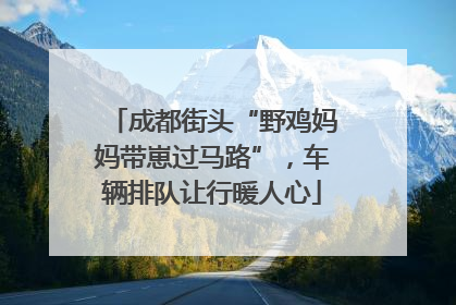 成都街头“野鸡妈妈带崽过马路”，车辆排队让行暖人心