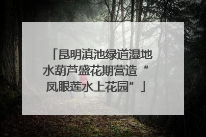 昆明滇池绿道湿地水葫芦盛花期营造“凤眼莲水上花园”