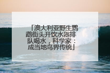 澳大利亚野生鹦鹉街头开饮水器排队喝水，科学家：成当地鸟界传统