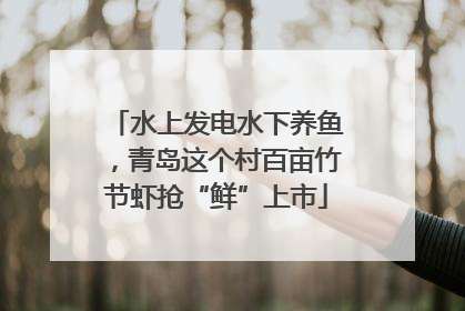 水上发电水下养鱼，青岛这个村百亩竹节虾抢“鲜”上市