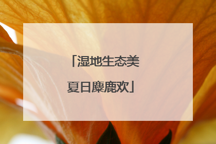 湿地生态美 夏日麋鹿欢