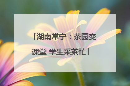 湖南常宁：茶园变课堂 学生采茶忙