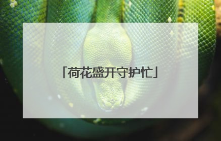 荷花盛开守护忙
