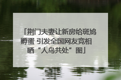 荆门夫妻让新房给斑鸠孵蛋 引发全国网友竞相晒“人鸟共处”图