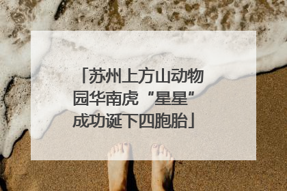 苏州上方山动物园华南虎“星星”成功诞下四胞胎