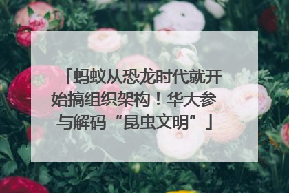 蚂蚁从恐龙时代就开始搞组织架构！华大参与解码“昆虫文明”