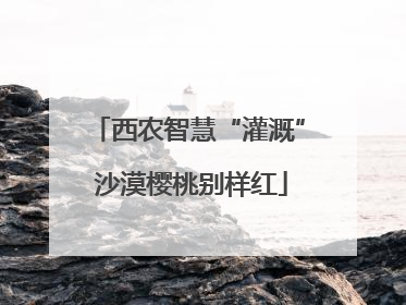 西农智慧“灌溉” 沙漠樱桃别样红