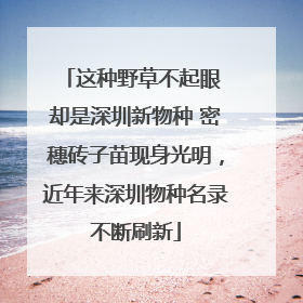 这种野草不起眼 却是深圳新物种 密穗砖子苗现身光明，近年来深圳物种名录不断刷新