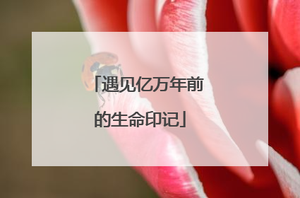 遇见亿万年前的生命印记