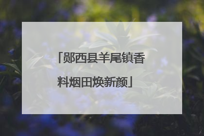 郧西县羊尾镇香料烟田焕新颜