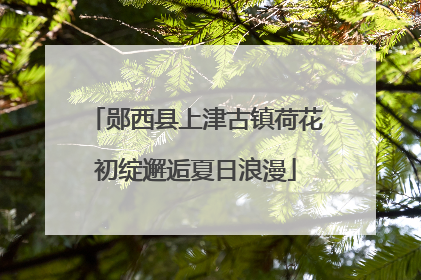 郧西县上津古镇荷花初绽邂逅夏日浪漫