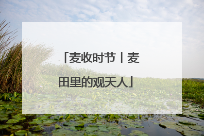 麦收时节丨麦田里的观天人