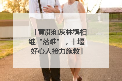 黄麂和灰林鸮相继“落难”，十堰好心人接力施救
